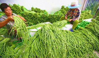 三亞豇豆全年受內(nèi)地市場(chǎng)歡迎