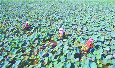 臨高縣皇桐鎮(zhèn)金波村蓮花豐收，村民采蓮忙