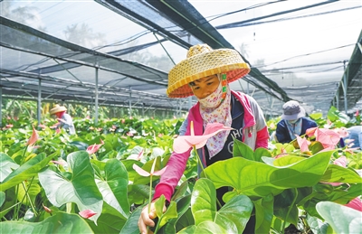 三亞抱前村種植紅掌16萬株，銷往廣州等城市