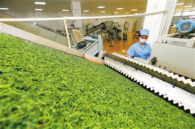 海南農(nóng)墾兩款茶業(yè)獲全國十大特色名茶評選活動(dòng)金獎(jiǎng)