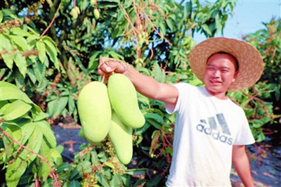 三亞芒果品質(zhì)好、肉質(zhì)甜美，節(jié)后喜迎銷售開門紅