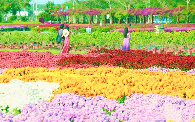 三亞水稻國(guó)家公園首次試驗(yàn)展示100個(gè)品種菊花