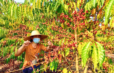 咖啡鮮果成熟，海墾大豐集團(tuán)開展有序收購