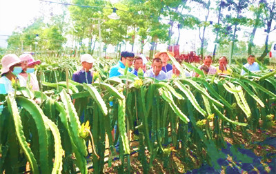 陵水本號(hào)鎮(zhèn)打造火龍果產(chǎn)業(yè)，夯實(shí)技術(shù)提高種植質(zhì)量