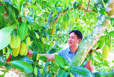 三亞育才馬腳村：特色產業(yè)促進鄉(xiāng)村振興