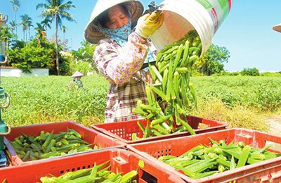 三亞：秋葵進入采摘高峰期，每天大量上市銷售