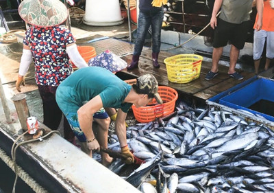 文昌漁民們大獲豐收，帶魚刀鯧魚炮彈魚等新鮮上市