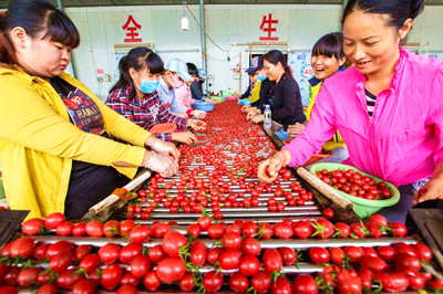 陵水圣女果打開(kāi)市場(chǎng)，全國(guó)各地的客商爭(zhēng)相收購(gòu)
