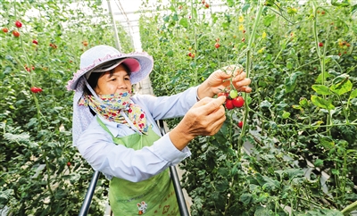 陵水：采用新技術(shù)，圣女果采摘期變長(zhǎng)