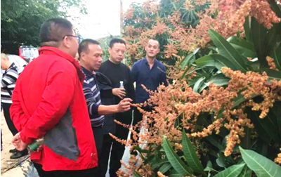 陵水南海鄉(xiāng)土人才雷孔佃助力農(nóng)戶種出不一樣的“金芒果”