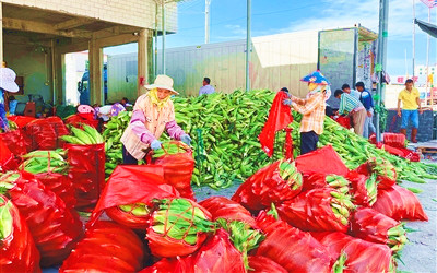 樂東瓜果菜市場行情穩(wěn)定，連續(xù)多天出島量超過300車