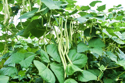 三亞拱北村玉豆豐收，畝產(chǎn)量達(dá)到了3000斤