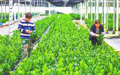 樂(lè)東種植金錢樹(shù)9600余畝，年產(chǎn)值突破12億元