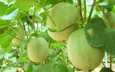 樂(lè)東啟動(dòng)金錢(qián)樹(shù)、蜜瓜地理標(biāo)志產(chǎn)品保護(hù)示范區(qū)創(chuàng)建工作