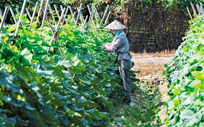 三亞主動對接島外批發(fā)市場，確保冬季瓜菜銷售