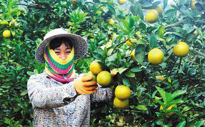 海南多地橙子進(jìn)入成熟采摘期 果農(nóng)忙采摘喜增收