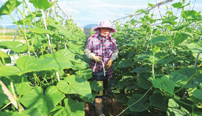 三亞冬季瓜菜紛紛上市，崖州市場日出島瓜菜近百萬斤