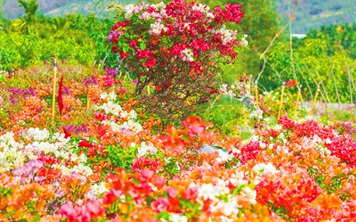 三亞三更村種植三角梅36個品種，拓寬村民致富路
