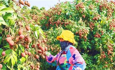 萬沖鎮(zhèn)300畝新品種荔枝“桂花香”開始采摘，全國首批上市