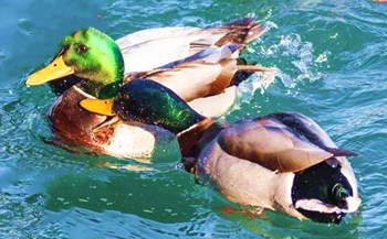 瓊山甲子綠頭鴨：肉質(zhì)緊實、入口即化，鮮紅無腥膻