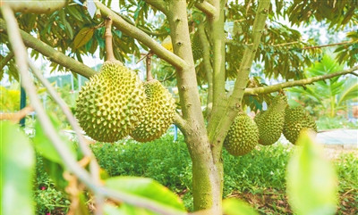 三亞：科技助力榴蓮種植管理技術進一步提升